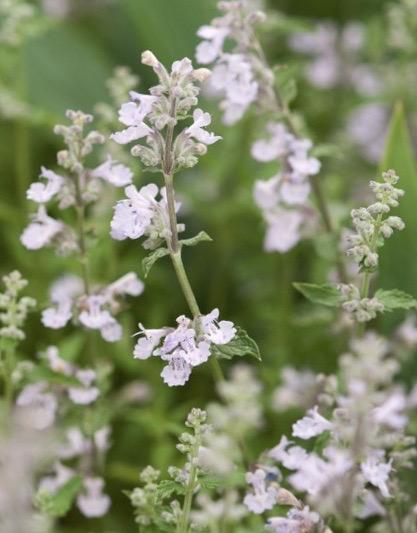 NEPETA x faassenii Crystal Cloud