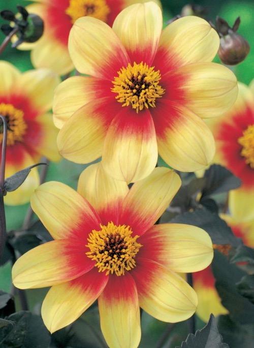 DAHLIA Moonfire