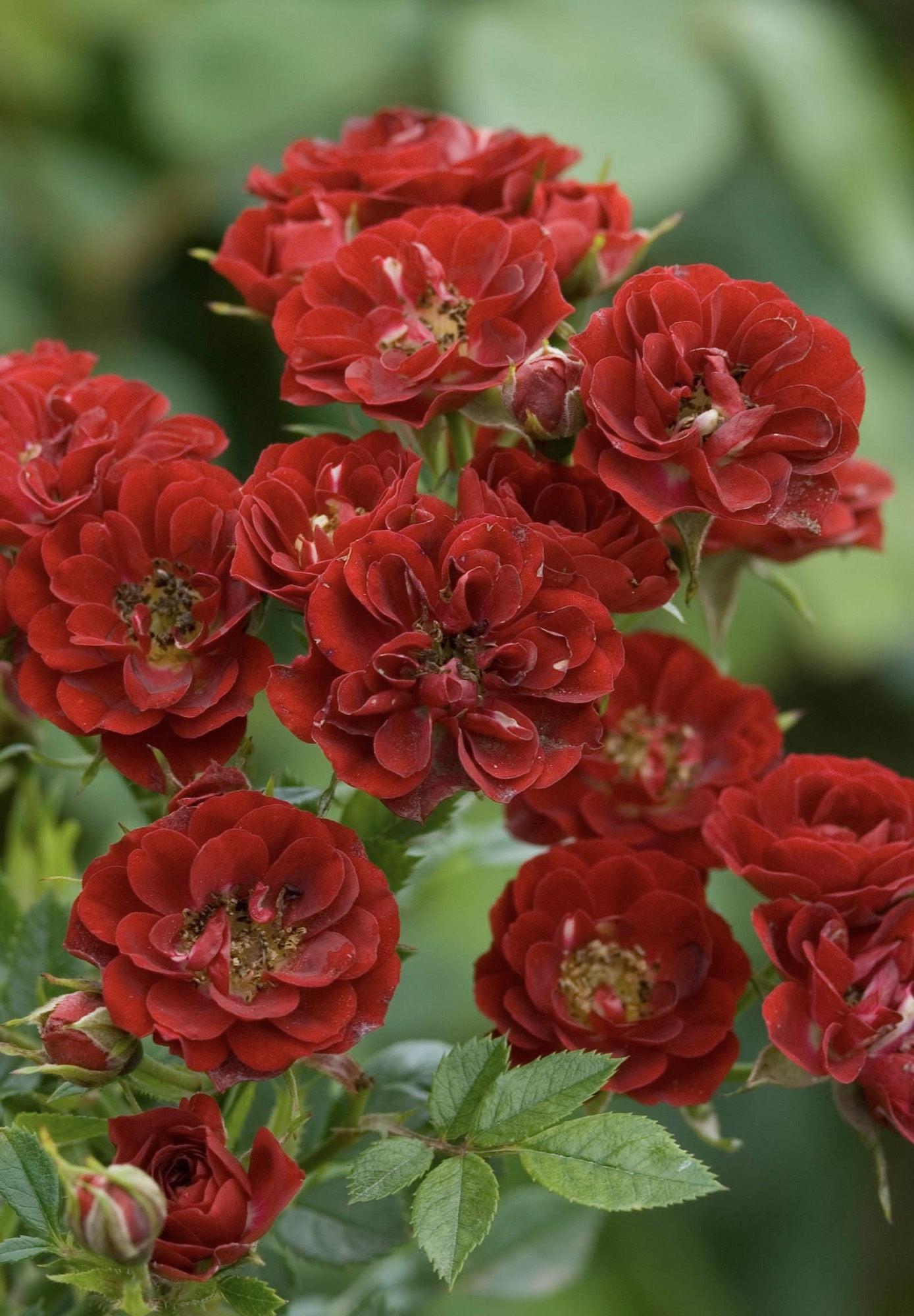 ROSA  Peter Pan