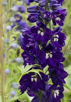 DELPHINIUM King Arthur