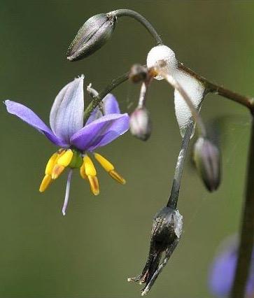 DIANELLA caerulea