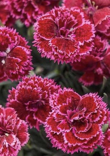 DIANTHUS Black Cherry Frost