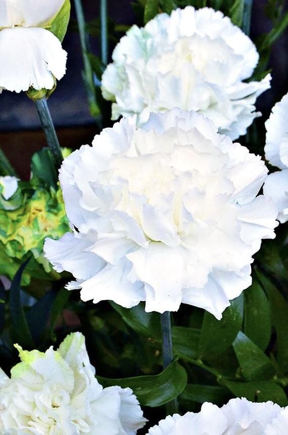 DIANTHUS Bridal Star