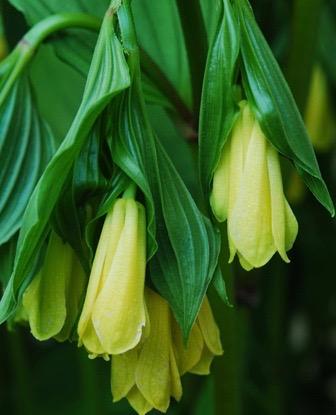 DISPORUM flavum