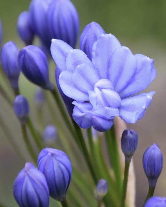 AGAPANTHUS Flore Pleno
