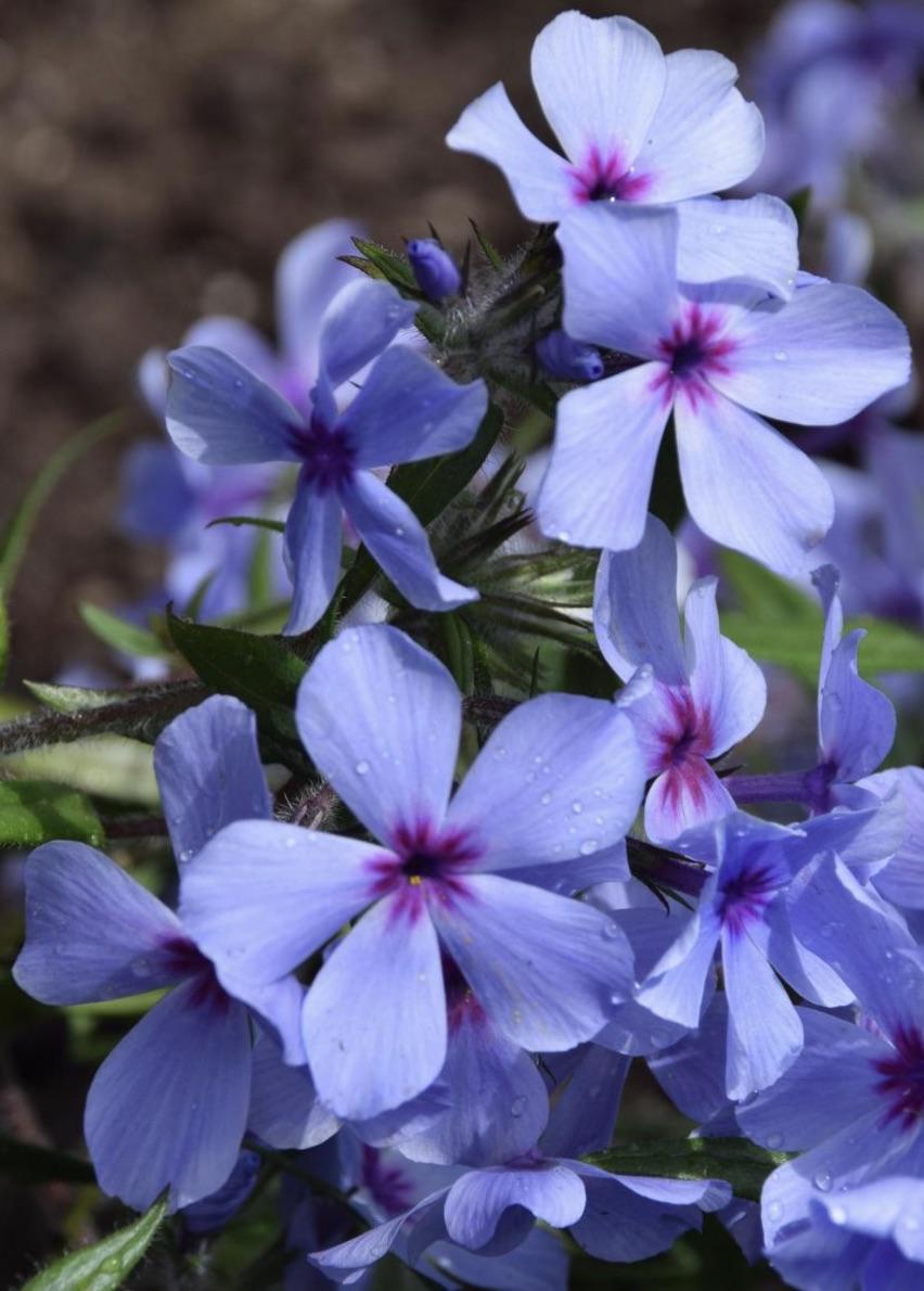 PHLOX  divuricata  Chattahoochee