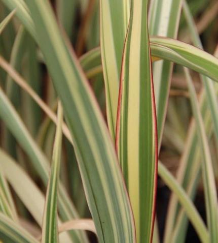 PHORMIUM hookeri Yellow Wave