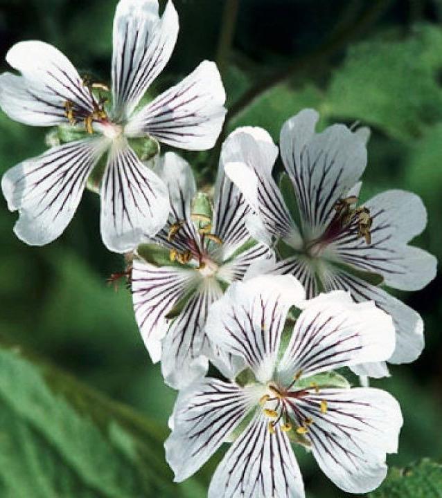 GERANIUM  renardii