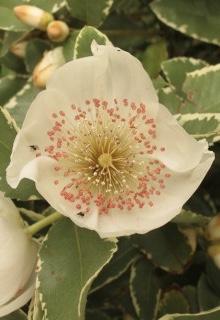 Eucryphia Nymans Silver