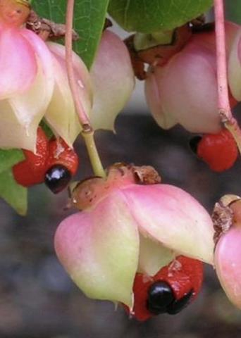 EUONYMUS  Ruby Wine