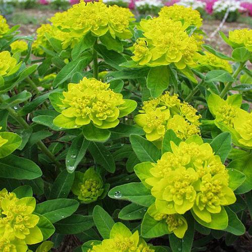 EUPHORBIA polychroma