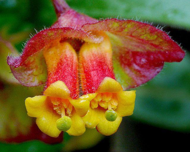 LONICERA involucrata var ledebourii