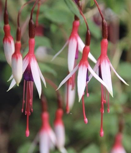 FUCHSIA magellanica Arauco