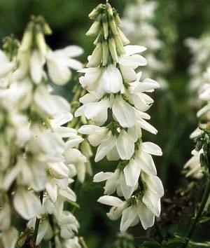 GALEGA officinalis alba