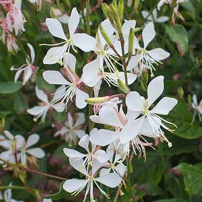 GAURA  lindheimeri Whirling Butterflies