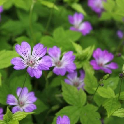 GERANIUM nodosum