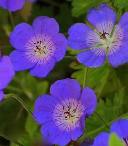 GERANIUM Rozanne