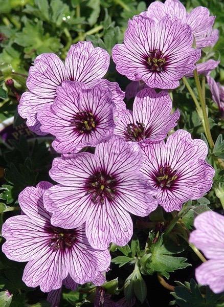 GERANIUM cinereum Ballerina