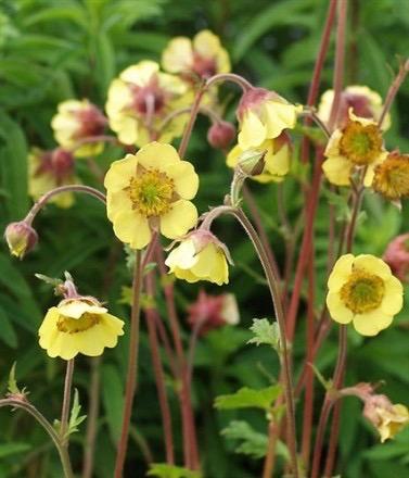 GEUM Lemon Drops