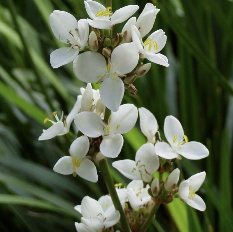 LIBERTIA grandiflora