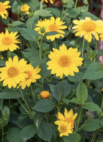 HELIANTHUS x multiflorus Meteor