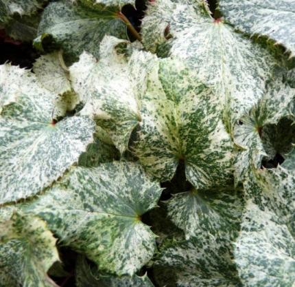 HELLEBORUS argutifolia Pacific Frost