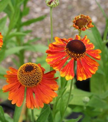 HELENIUM Moerheim Beauty