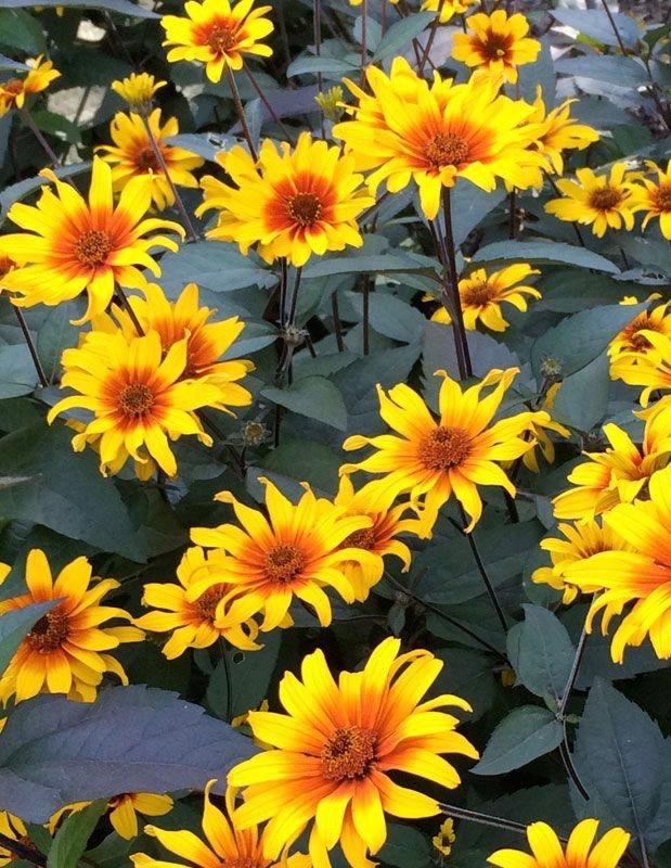 HELIOPSIS helianthoides Burning Hearts