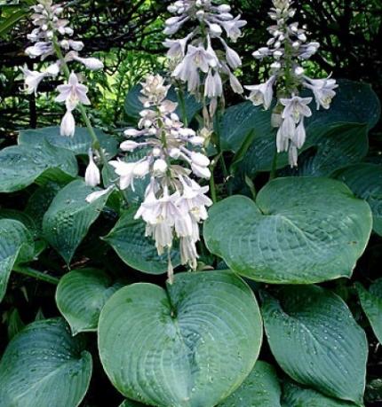 HOSTA sieboldiana var. elegans