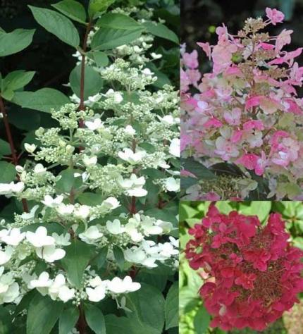 HYDRANGEA paniculata Wims Red