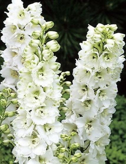 DELPHINIUM Galahad