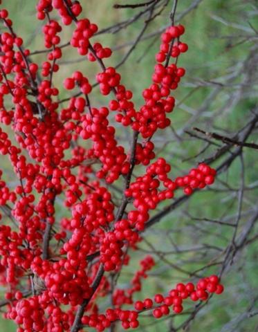 ILEX verticillata (female)