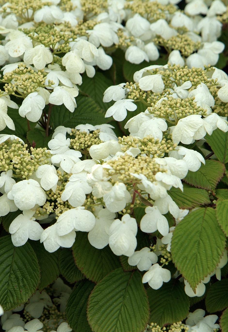 VIBURNUM plicatum Mariesii