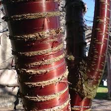 PRUNUS serrula Tibetica