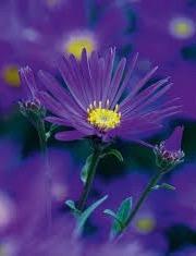 ASTER amellis Violet Queen