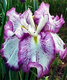 IRIS ensata Freckled Geisha