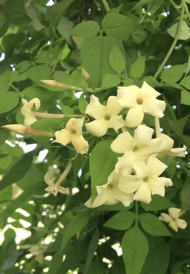 JASMINUM Clotted Cream