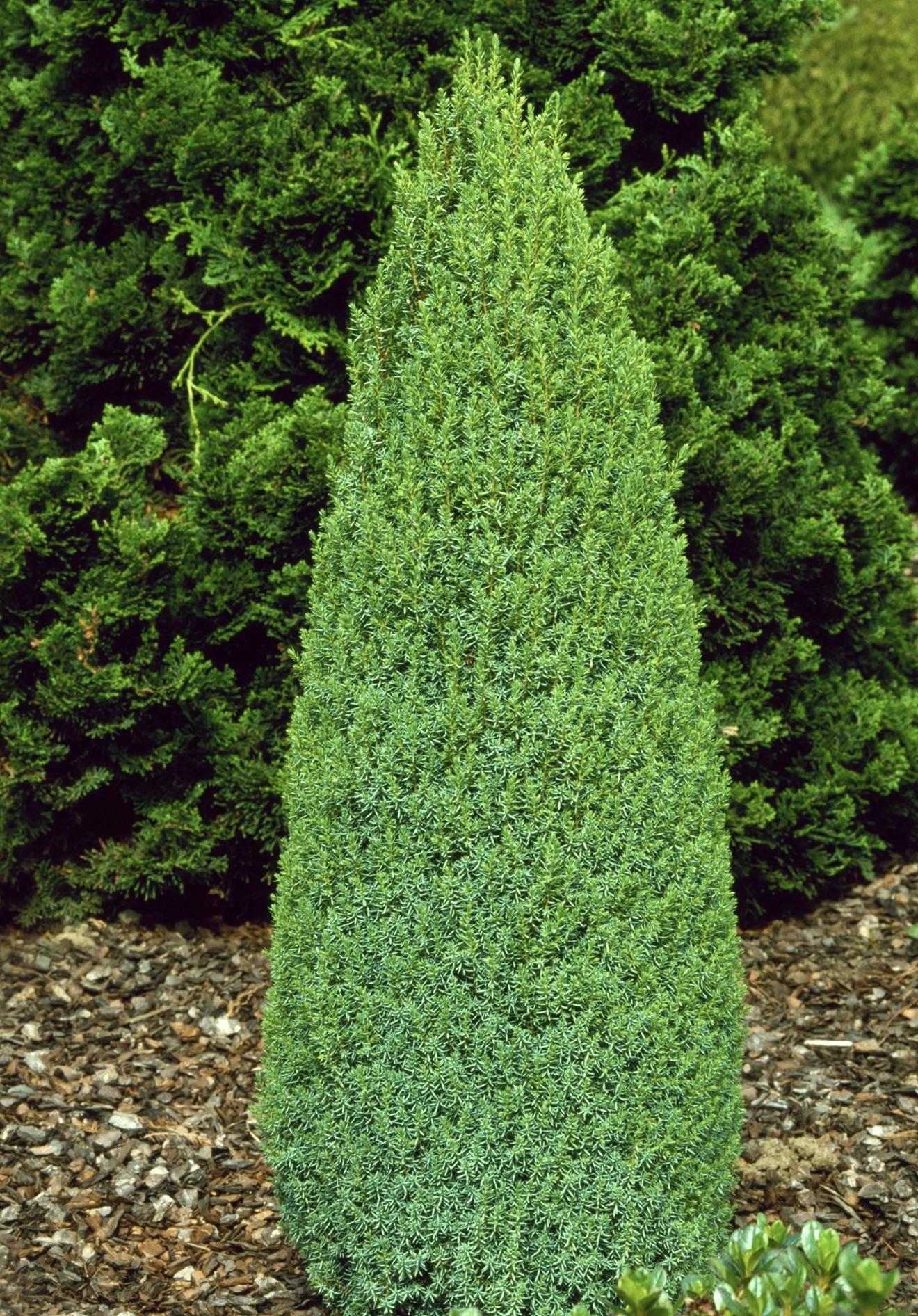 JUNIPERUS communis Compressa