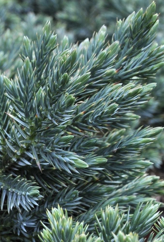 JUNIPERUS Squamata  Blue Star