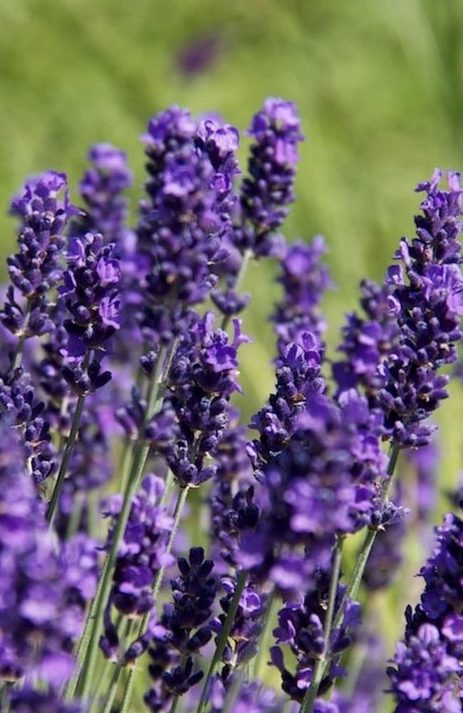 LAVANDULA angustifolia Hidcote
