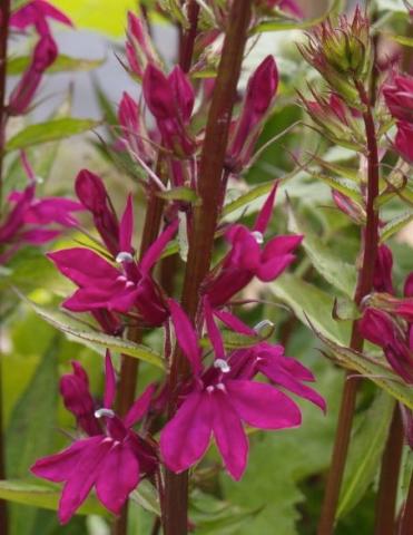 LOBELIA x speciosa Tania