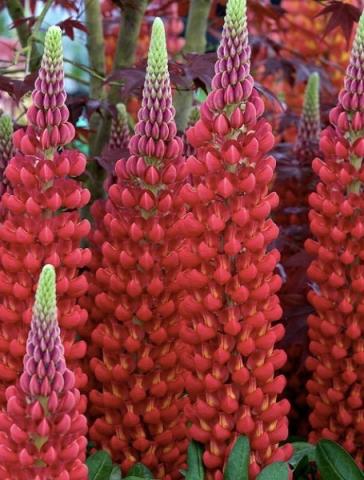 LUPINUS Beefeater