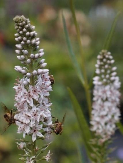 LYSIMACHIA ephemerum