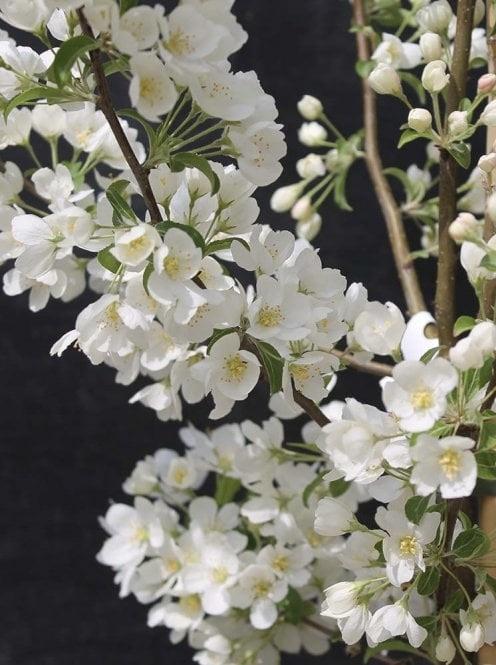 MALUS Wedding Bouquet