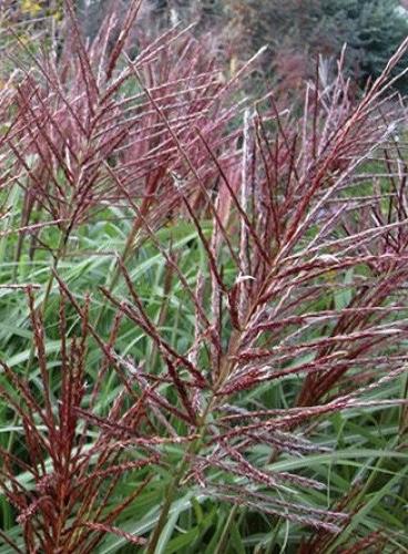 MISCANTHUS sinensis Ferner Osten