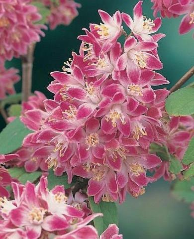 DEUTZIA hybrida Strawberry Fields