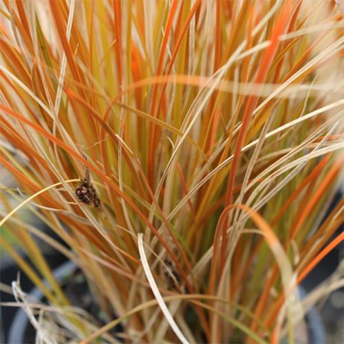 CAREX testacea Prairie Fire