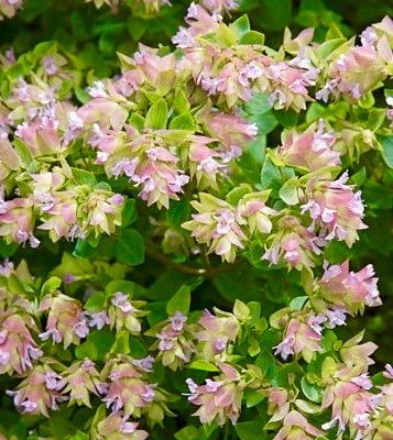 ORIGANUM Dingle Fairy