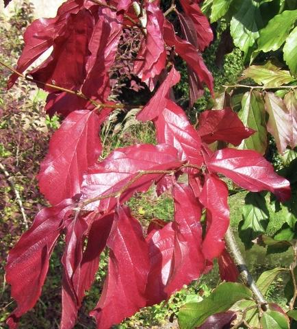 PARROTIA persica Bella