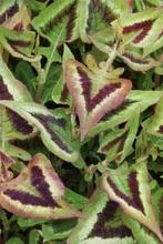 PERSICARIA Purple Fantasy